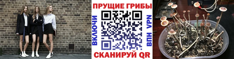 Галлюциногенные грибы ЛСД  Власиха 